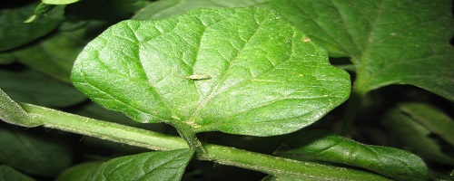 Acciones ecoeficientes: garantía de Agricultura más Sostenible