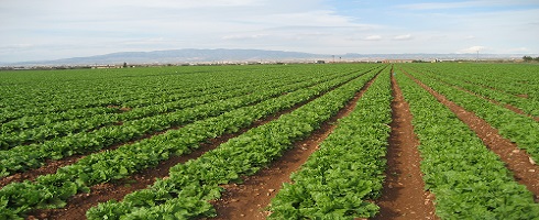 Acciones ecoeficientes: garantía de Agricultura más Sostenible